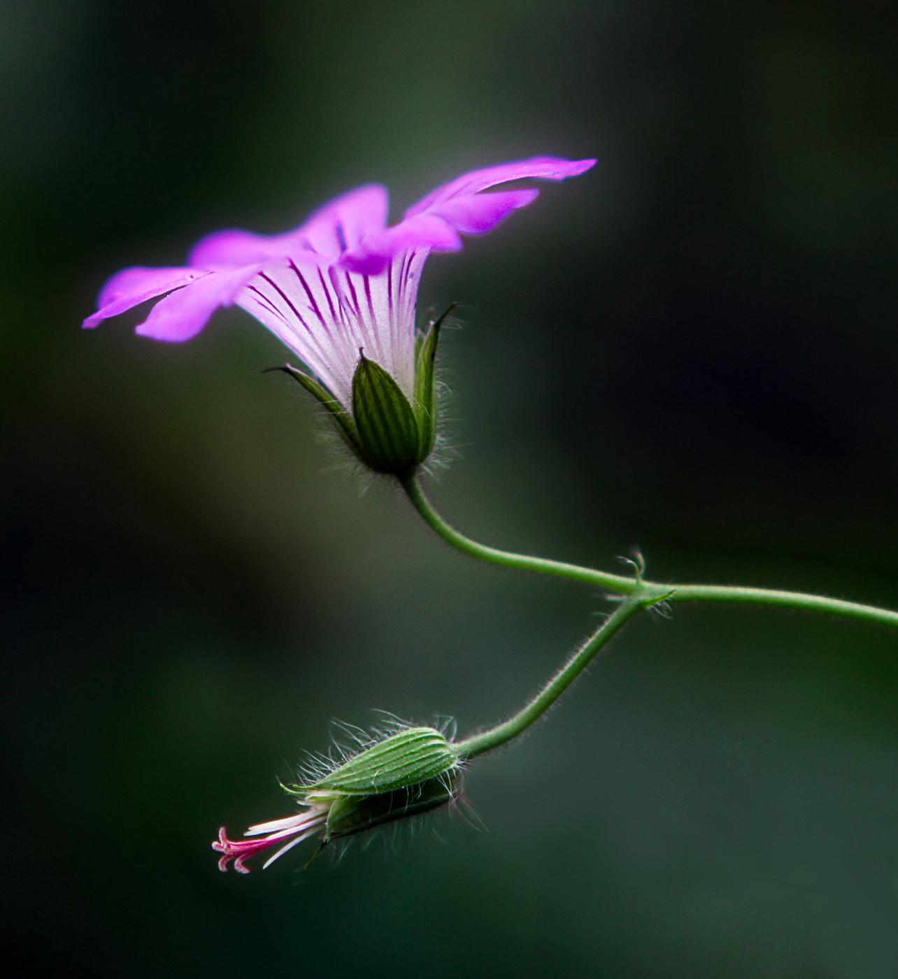 Image of Geranium gracile specimen.