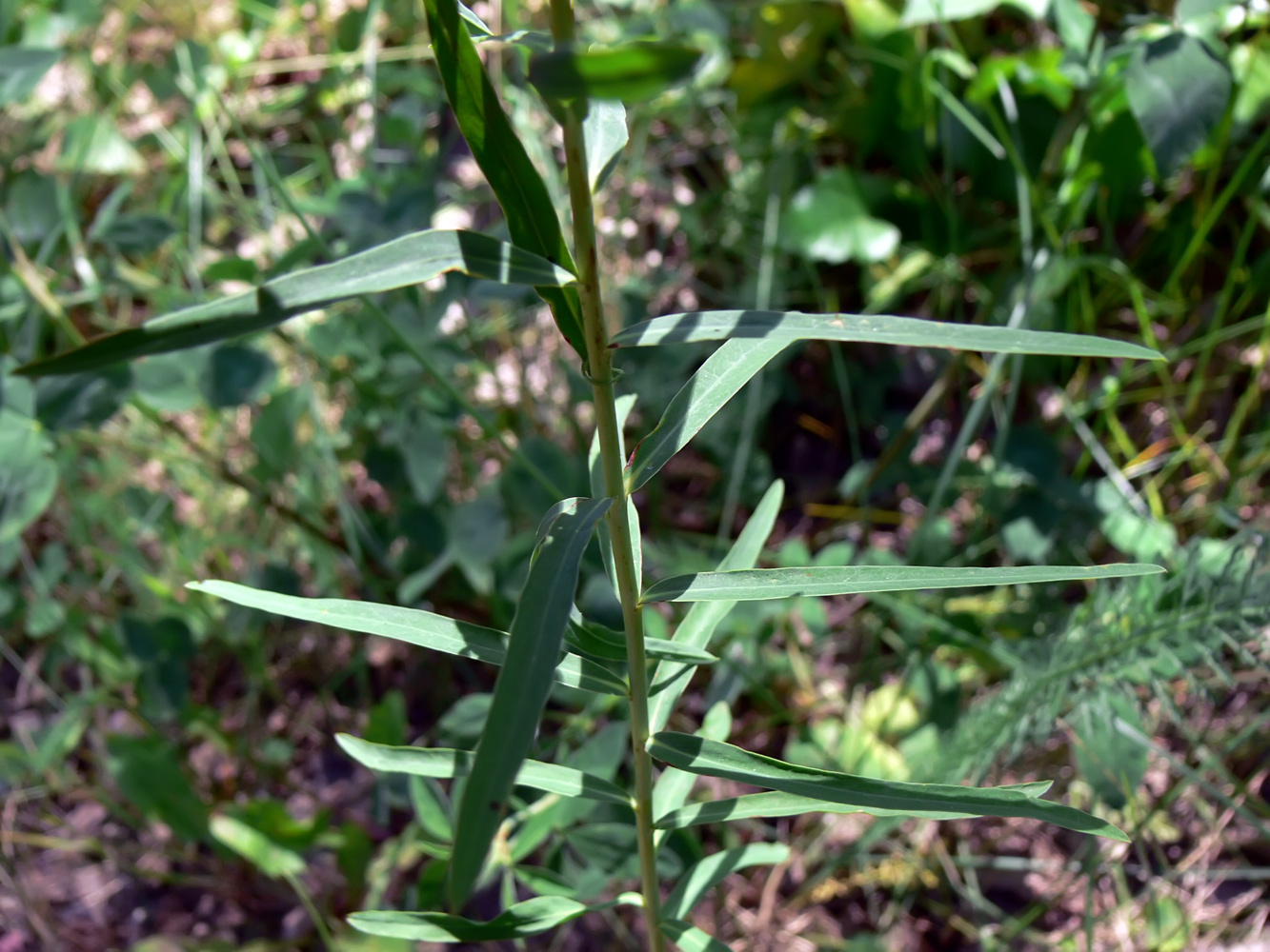 Изображение особи Euphorbia virgata.