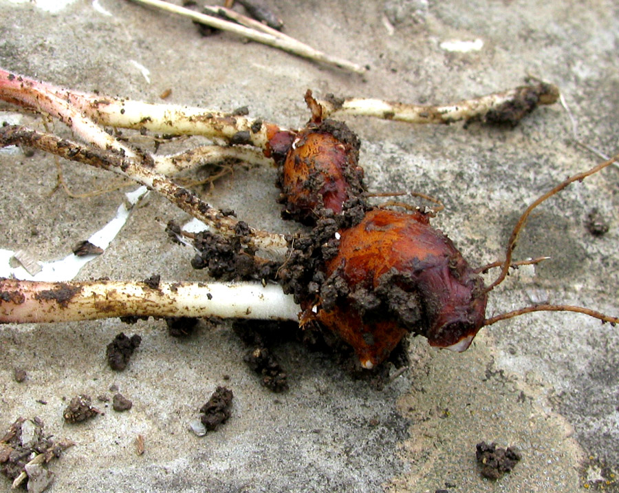 Изображение особи Geranium tuberosum.