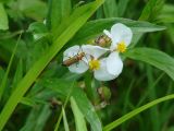 Sagittaria natans