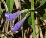 Scutellaria galericulata