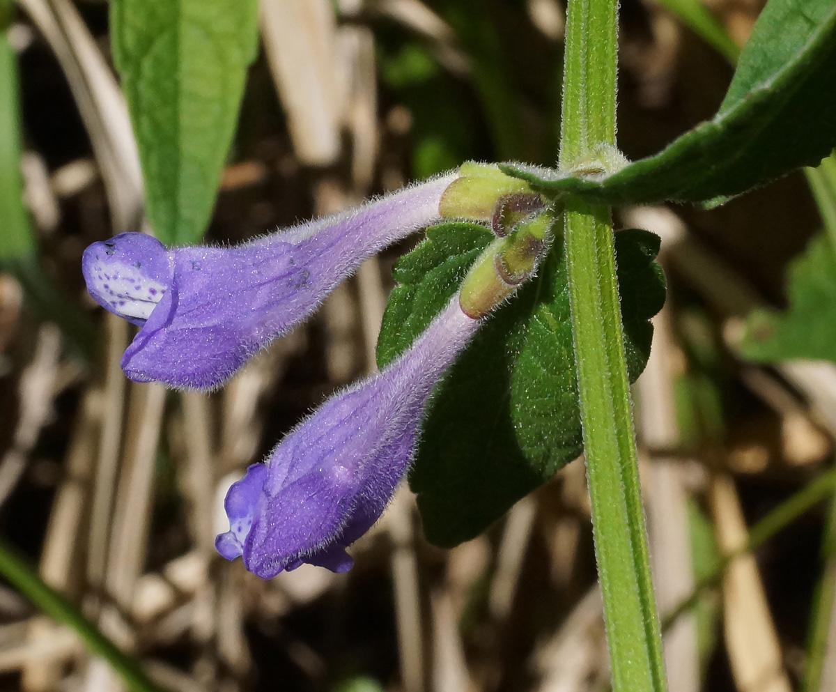 Изображение особи Scutellaria galericulata.