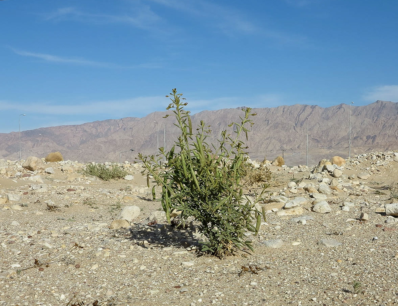 Image of Cleome amblyocarpa specimen.