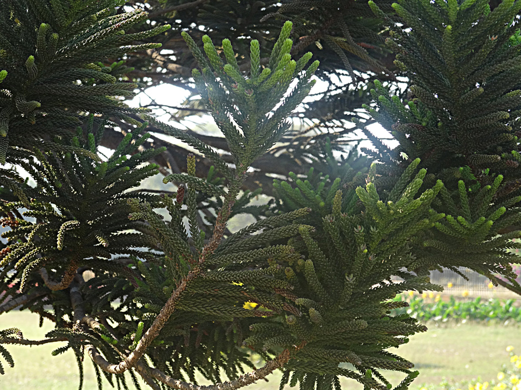 Image of Araucaria heterophylla specimen.