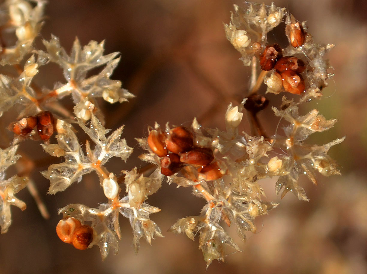 Image of Valerianella locusta specimen.