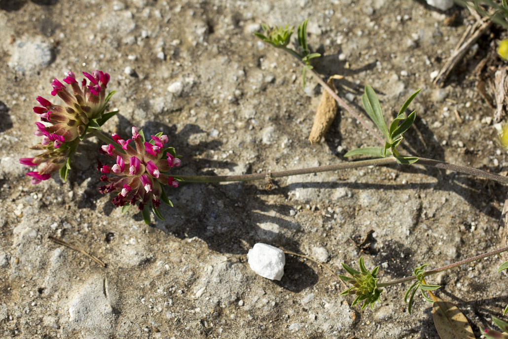 Image of Anthyllis vulneraria ssp. rubriflora specimen.