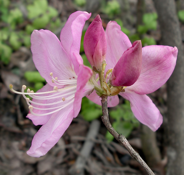 Image of Rhododendron schlippenbachii specimen.