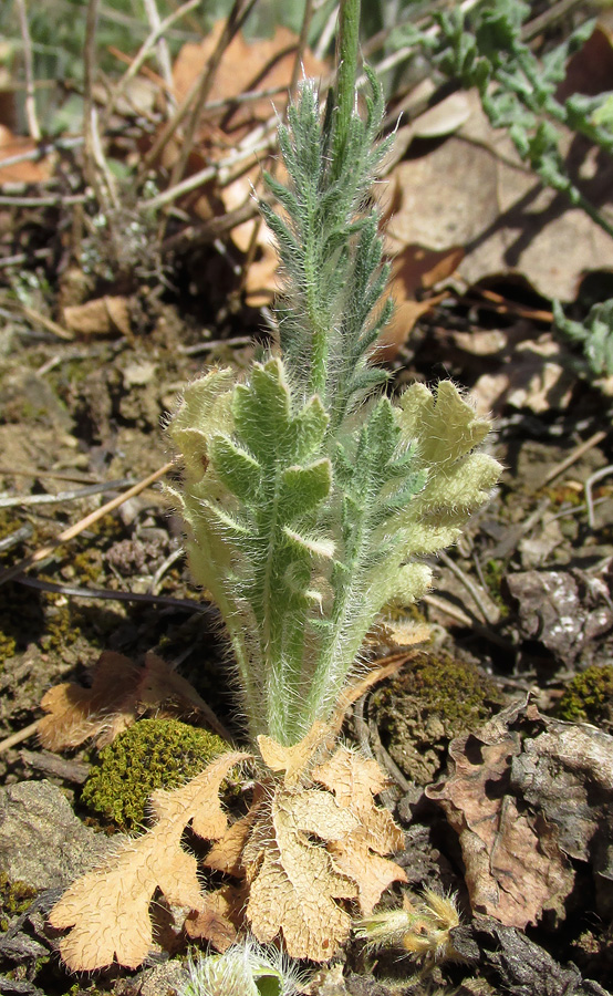 Изображение особи Papaver stevenianum.