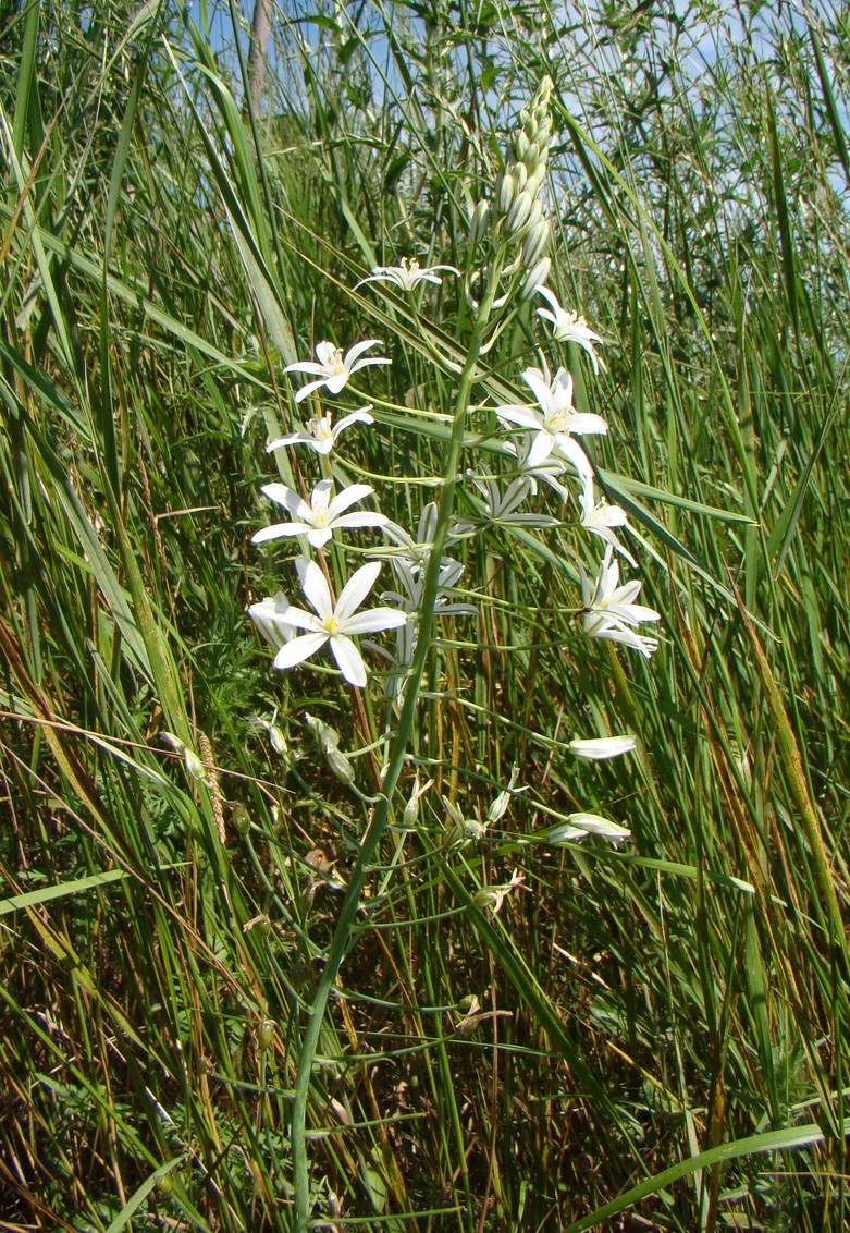 Image of Ornithogalum ponticum specimen.