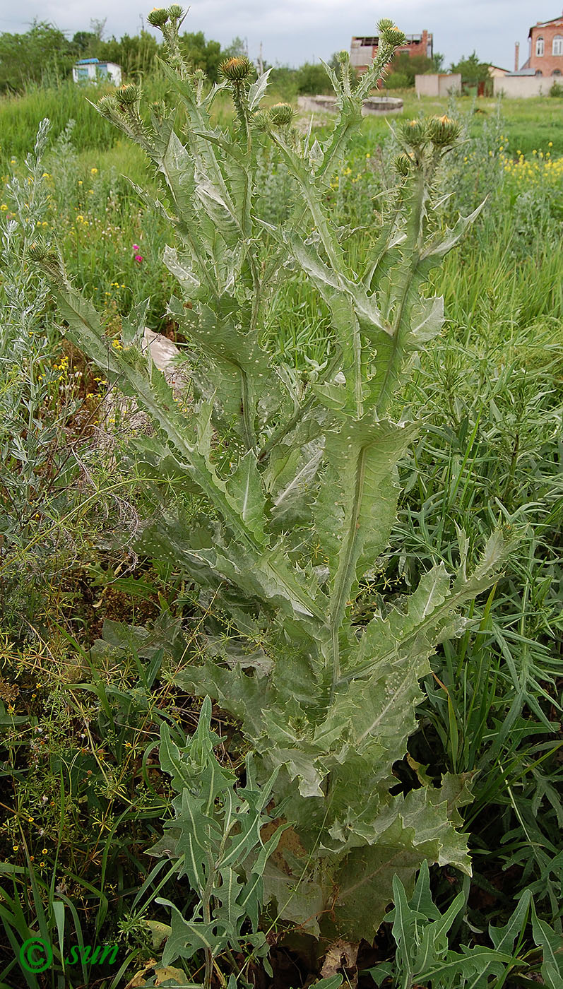 Image of Onopordum acanthium specimen.