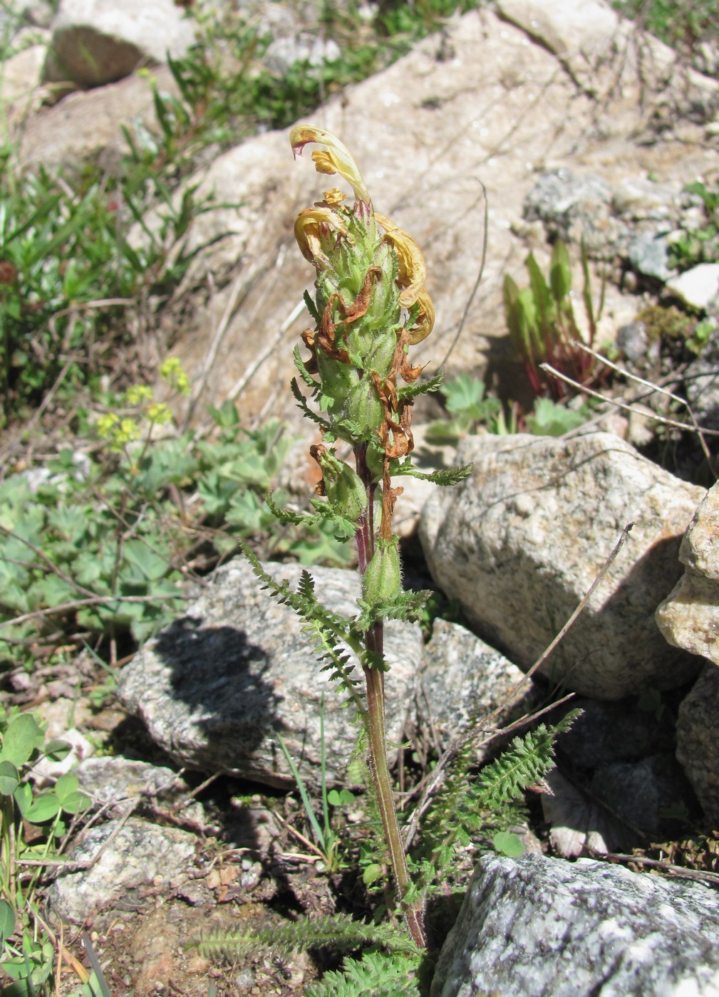 Image of Pedicularis chroorrhyncha specimen.