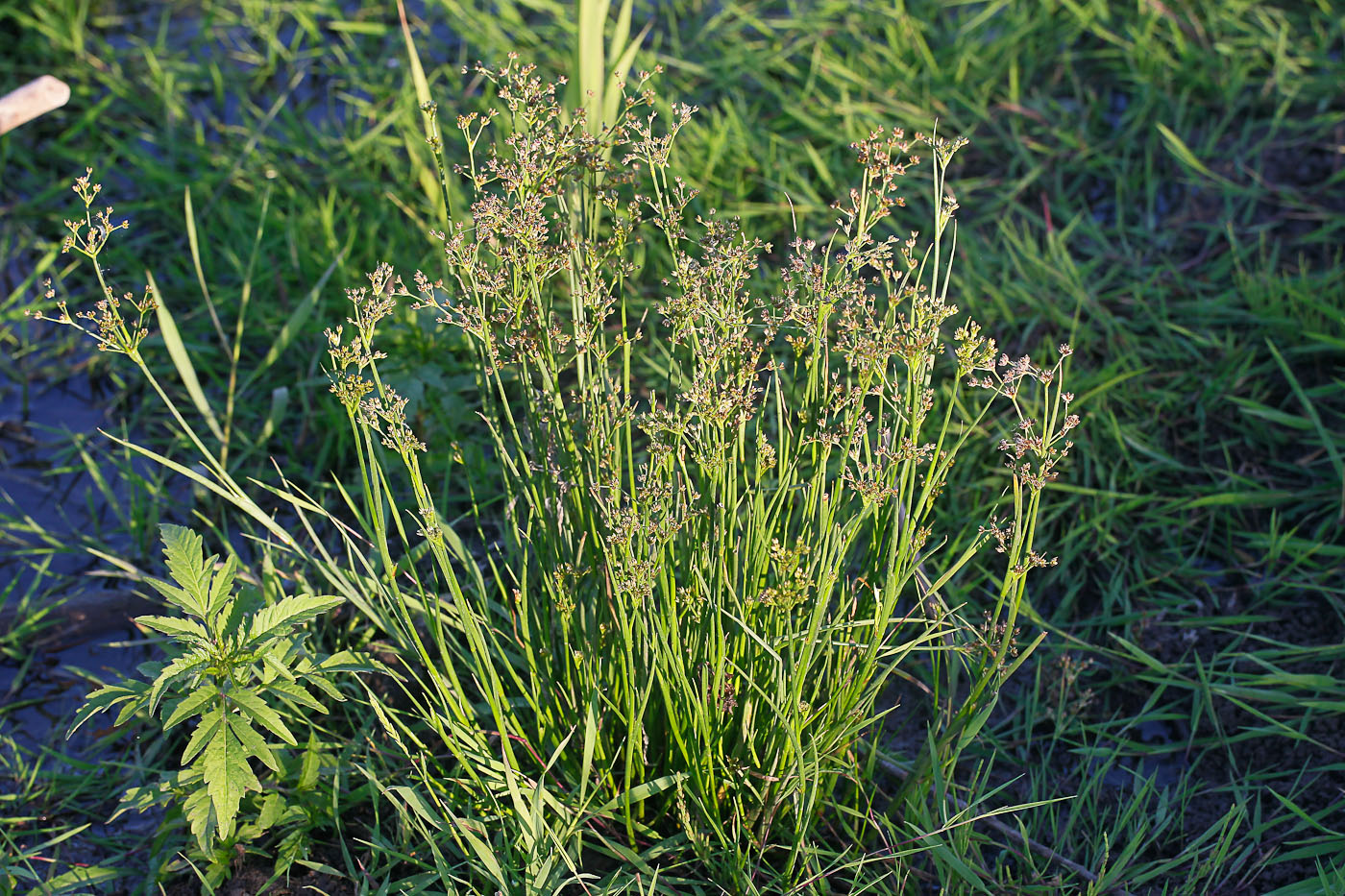 Изображение особи Juncus articulatus.