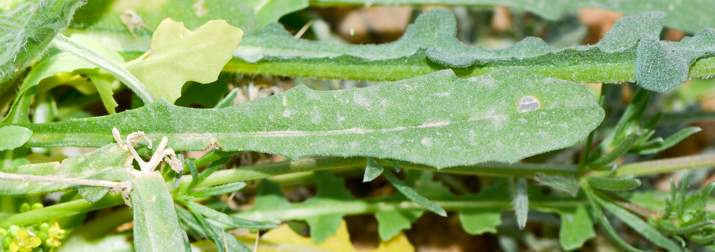 Image of Schimpera arabica specimen.