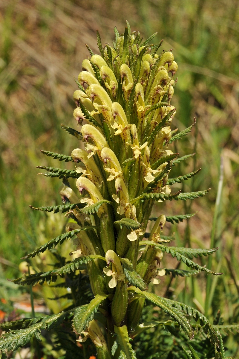 Image of Pedicularis pubiflora specimen.