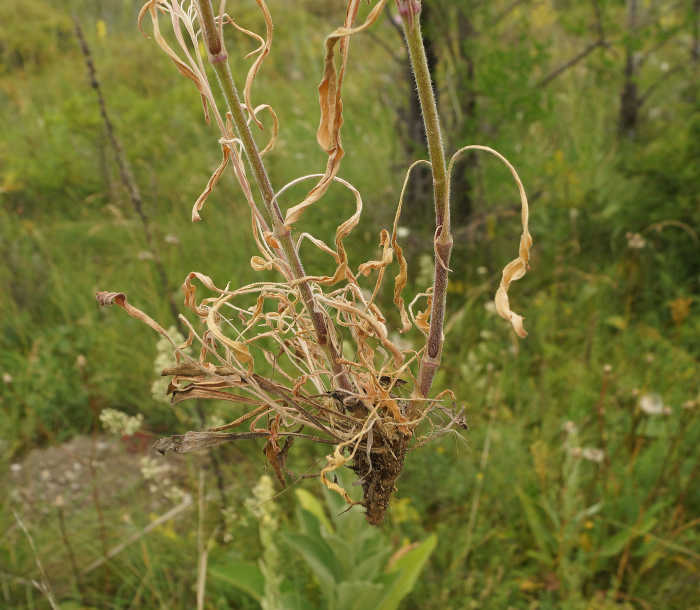 Image of Silene wolgensis specimen.