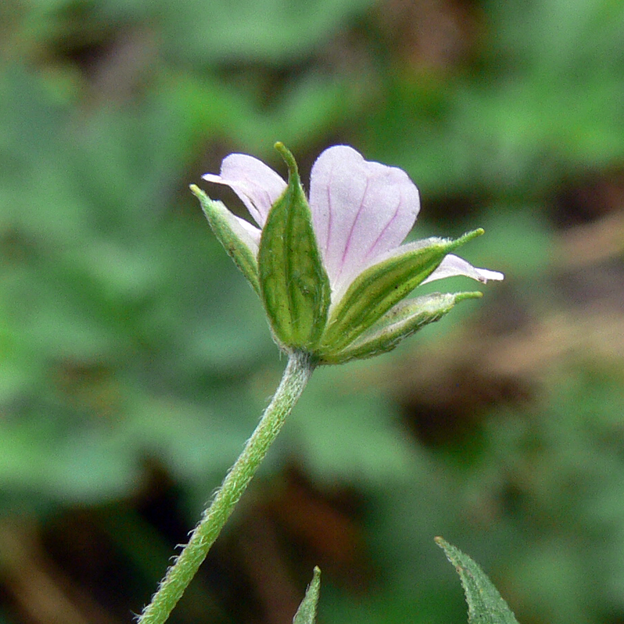 Изображение особи Geranium sibiricum.