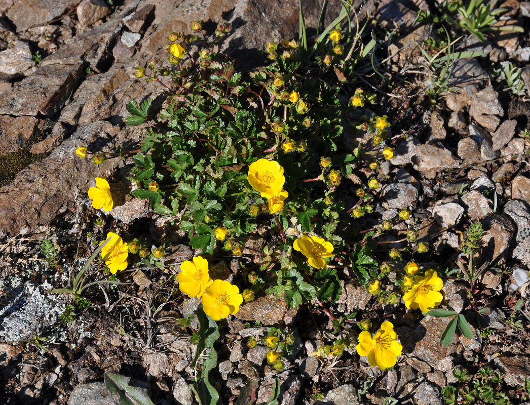 Image of Potentilla gelida specimen.