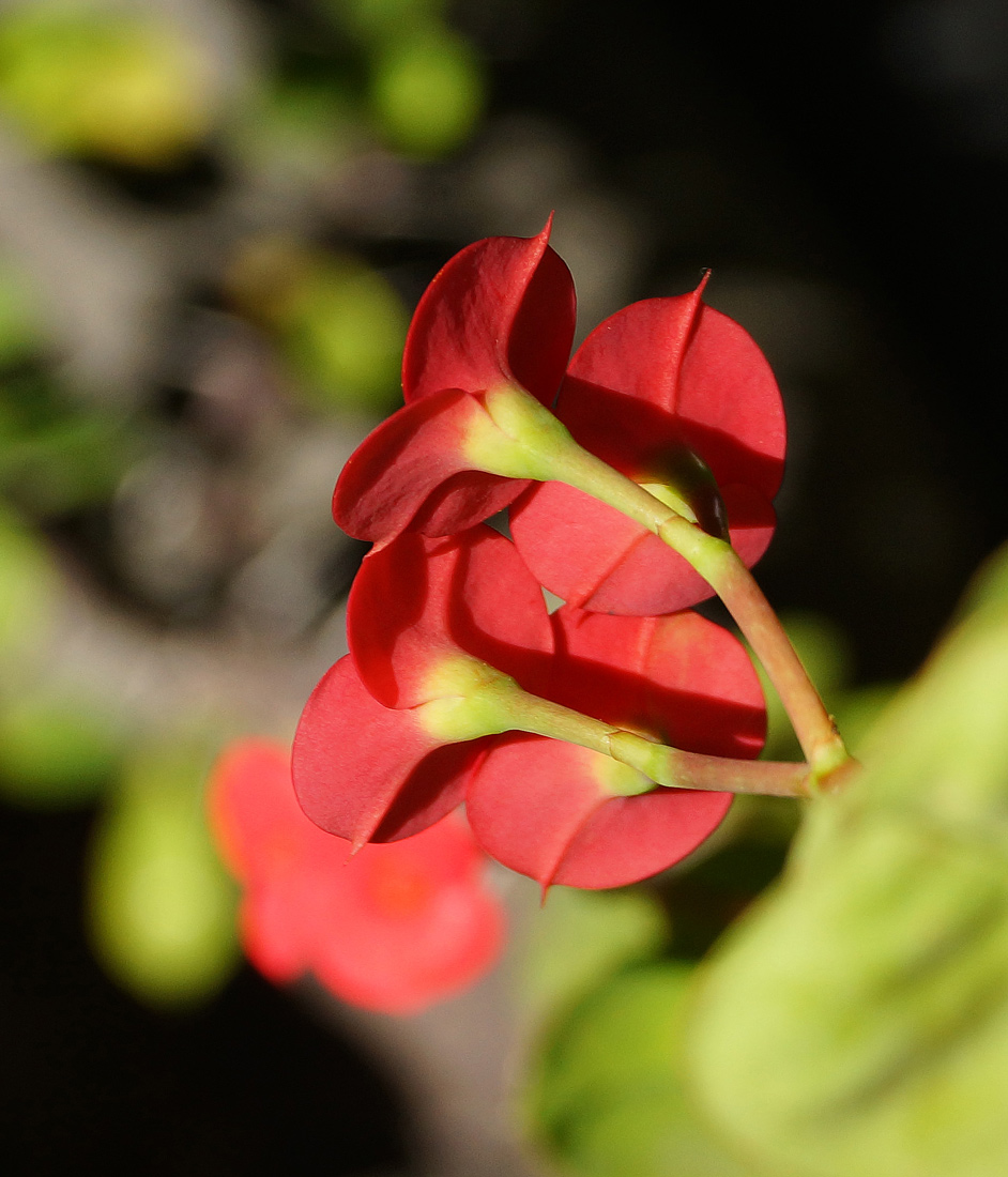 Image of Euphorbia splendens specimen.