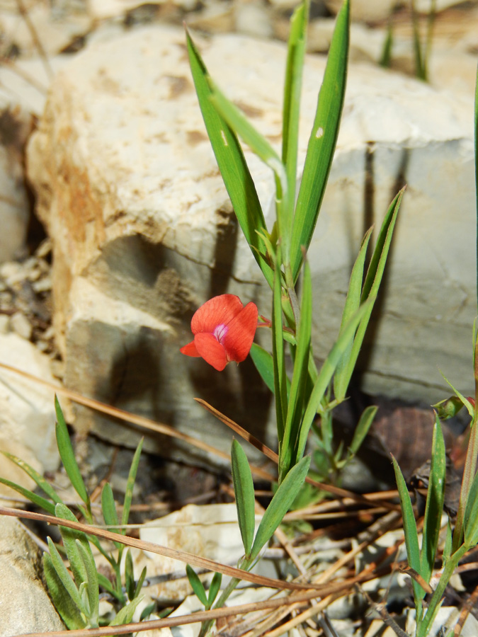 Image of Lathyrus cicera specimen.