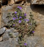 Campanula rupestris