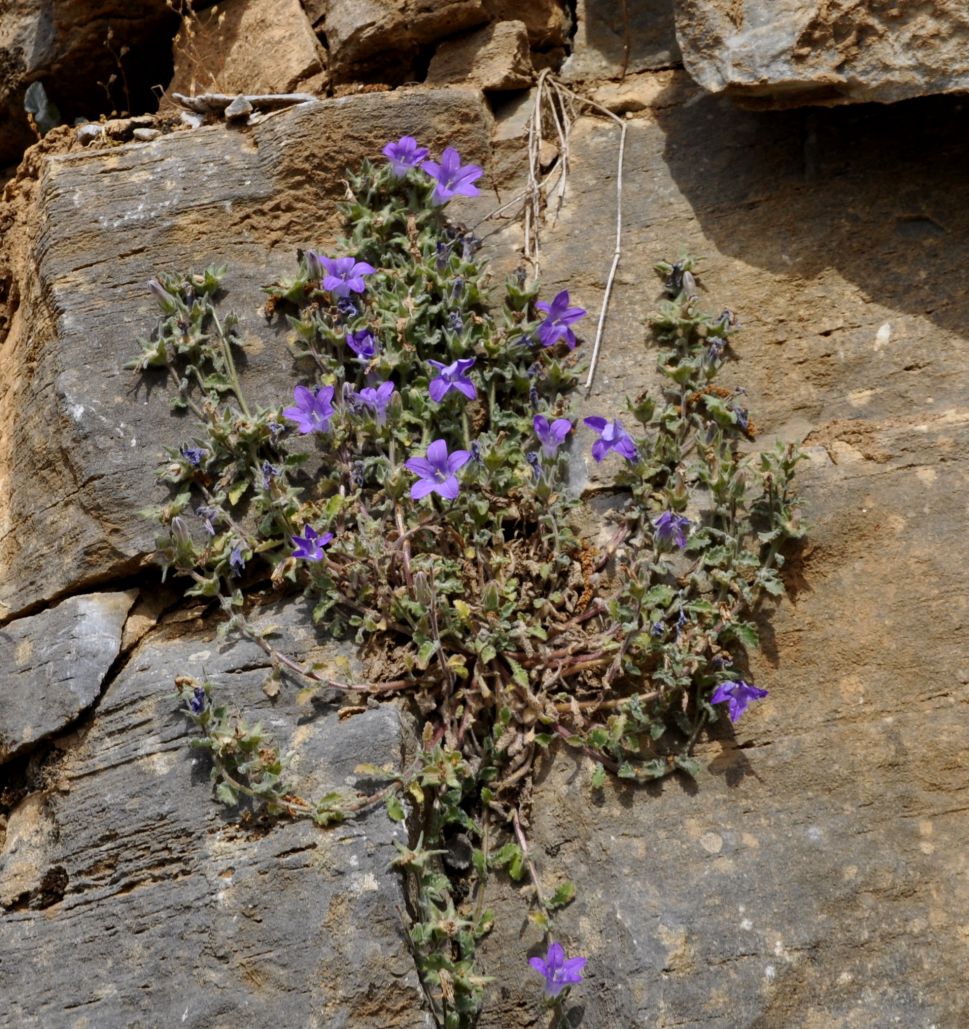 Изображение особи Campanula rupestris.