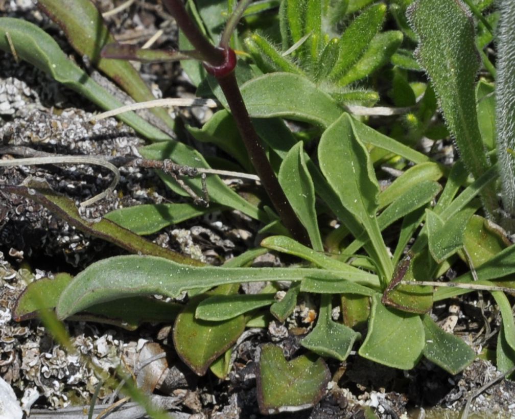 Image of Saponaria bellidifolia specimen.