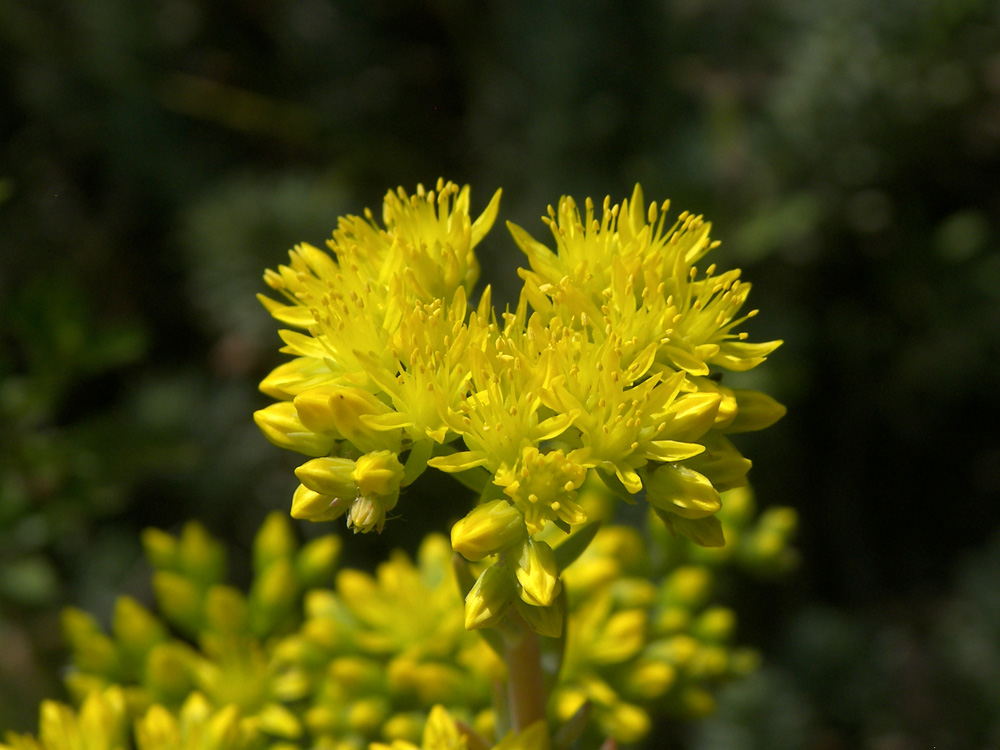 Image of Sedum reflexum specimen.