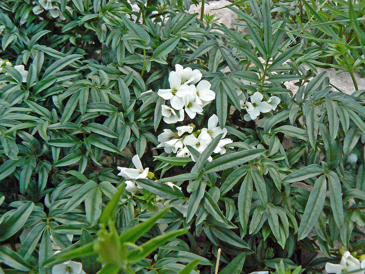 Image of Cardamine bipinnata specimen.