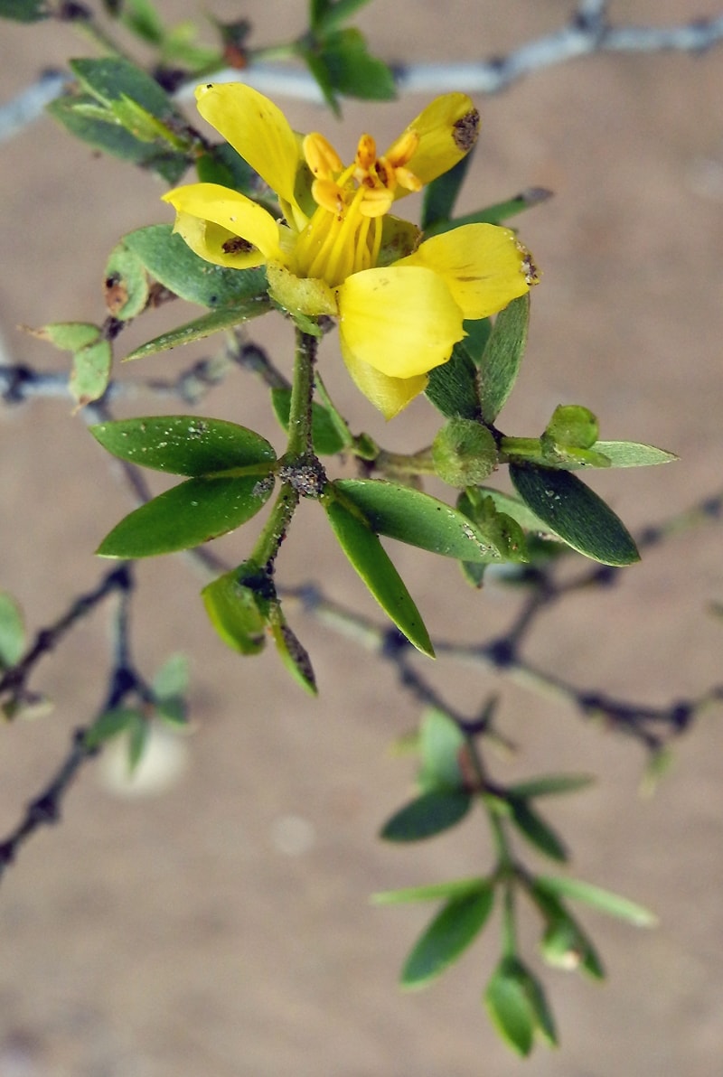 Изображение особи Larrea tridentata.