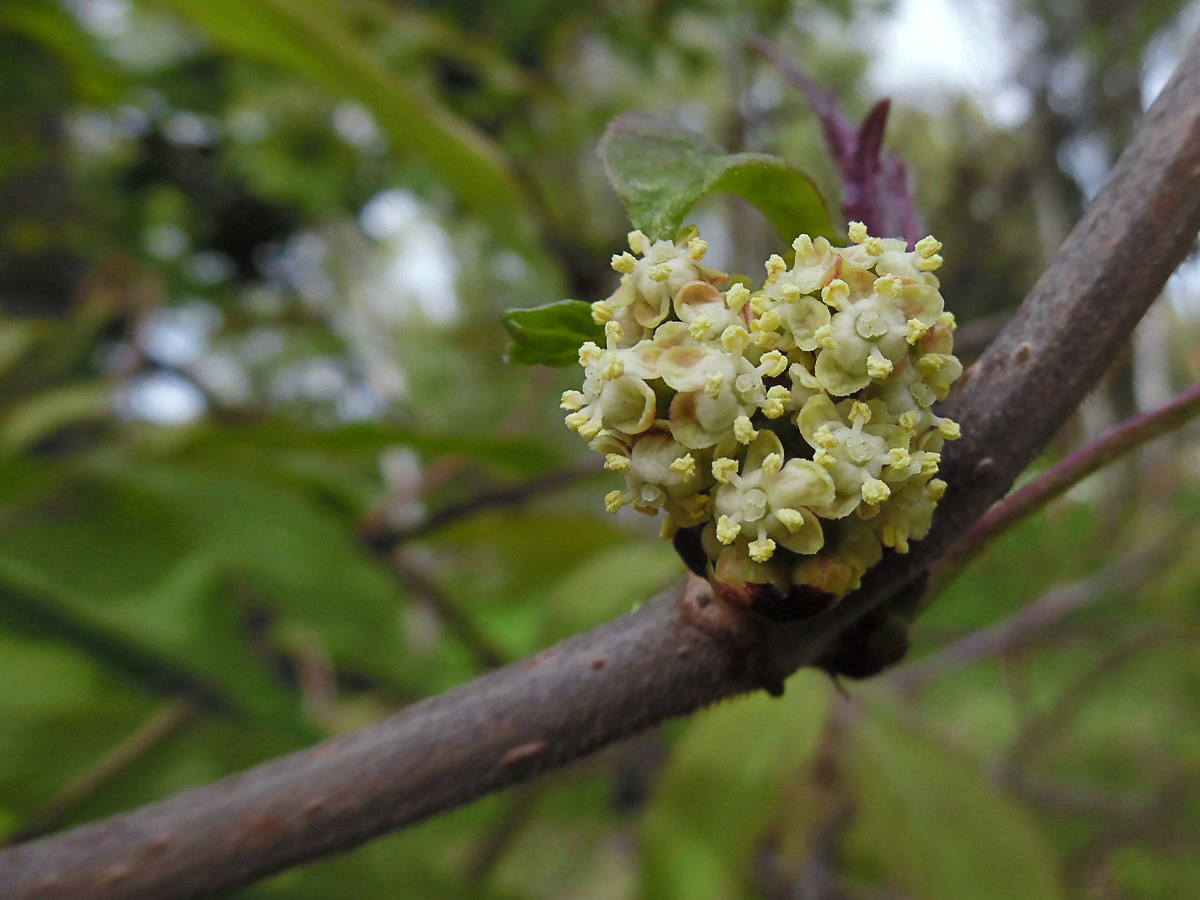 Image of Sambucus racemosa specimen.