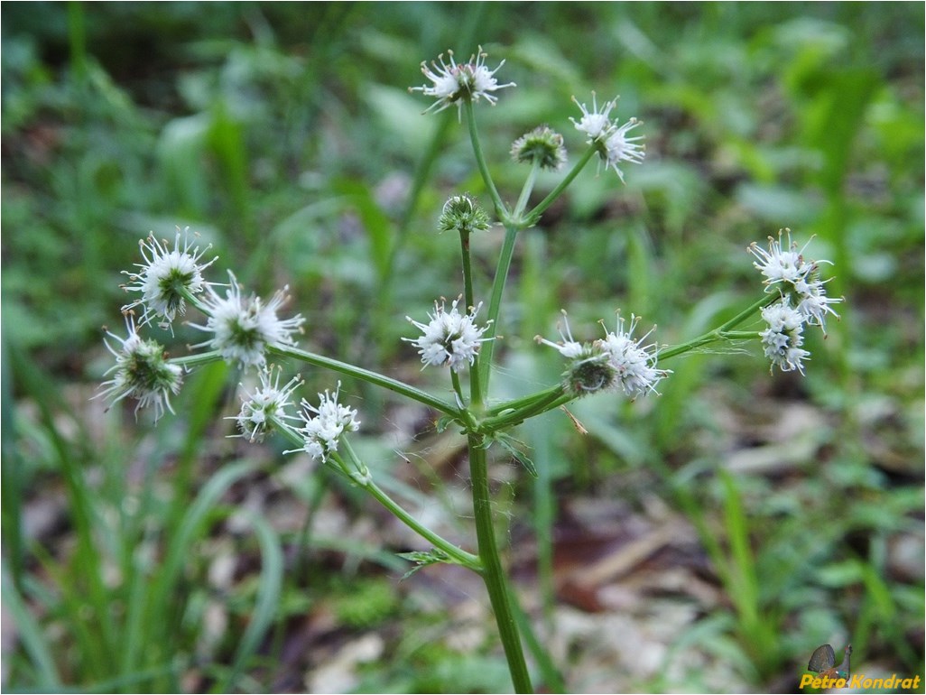 Image of Sanicula europaea specimen.