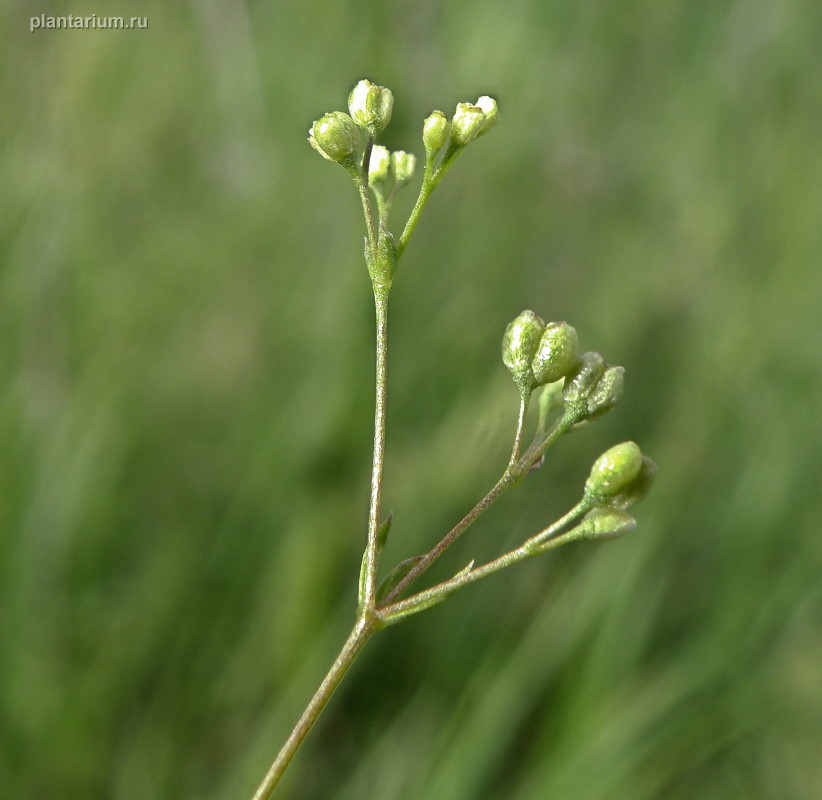 Изображение особи Galium octonarium.