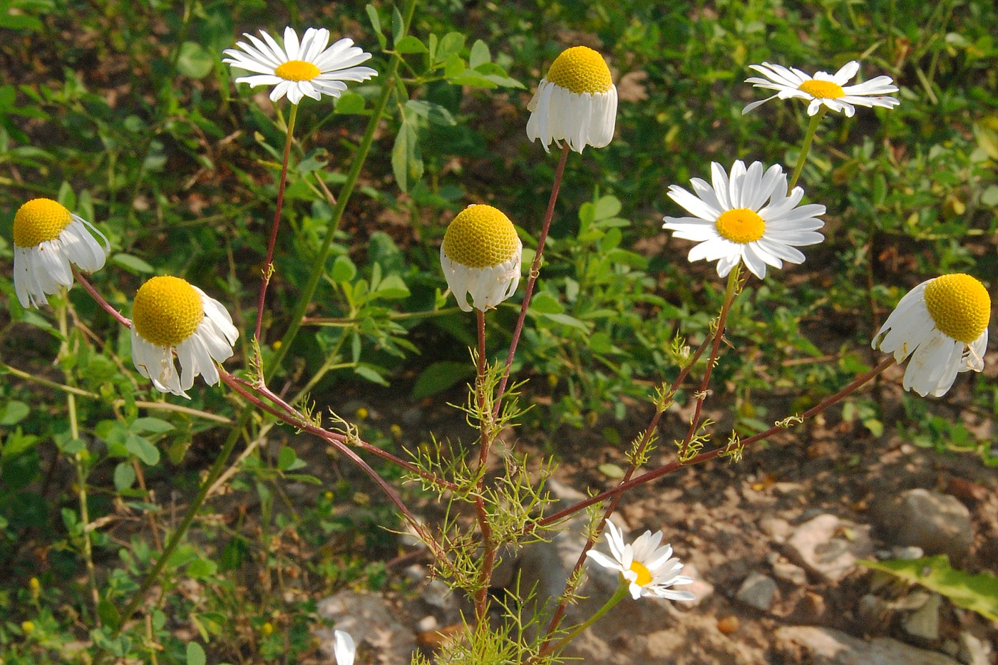 Image of Tripleurospermum inodorum specimen.