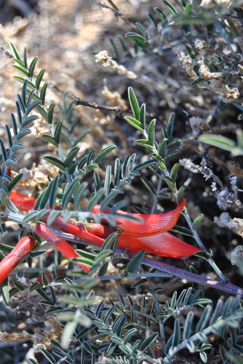 Image of Sutherlandia frutescens specimen.