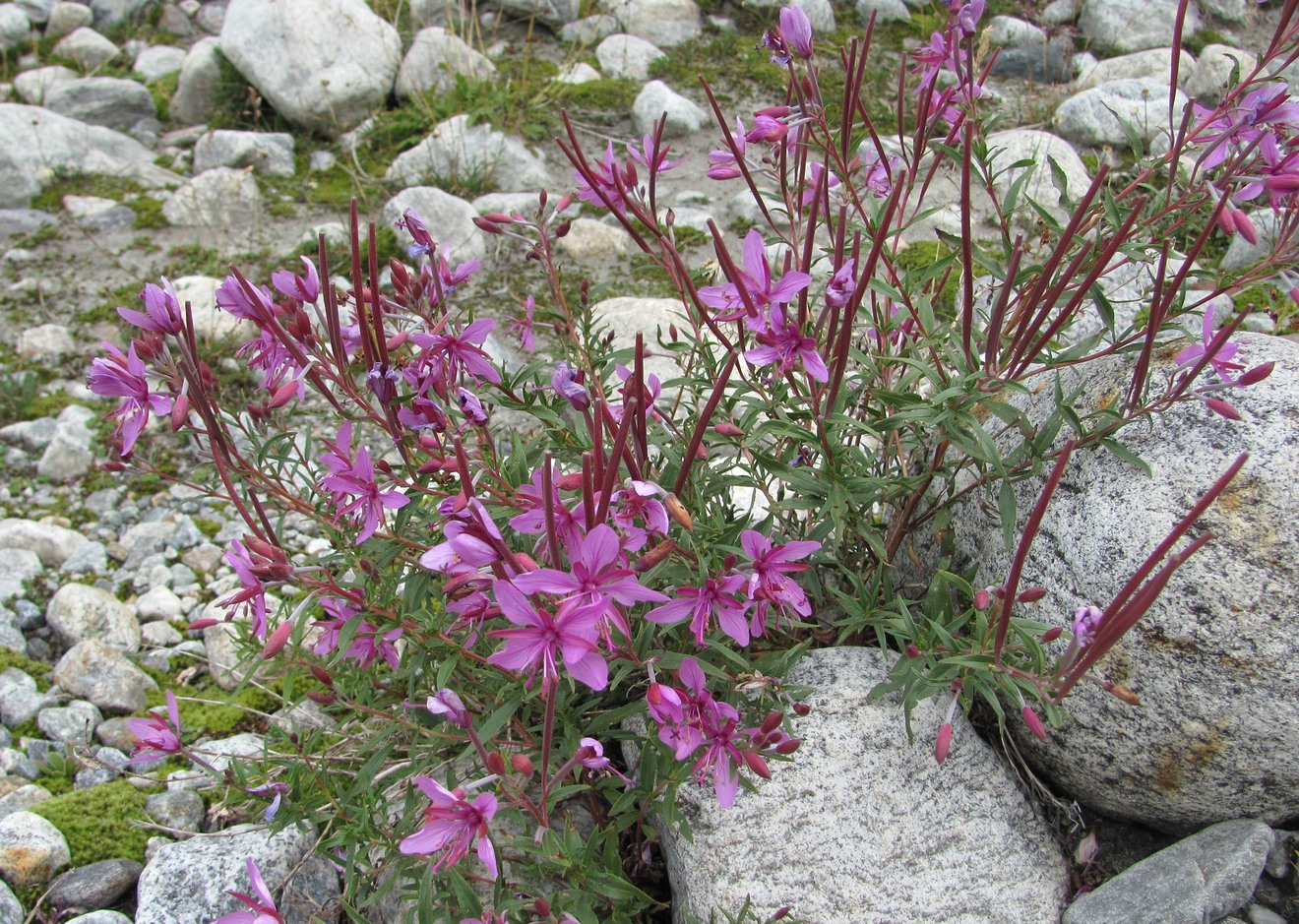 Image of Chamaenerion colchicum specimen.