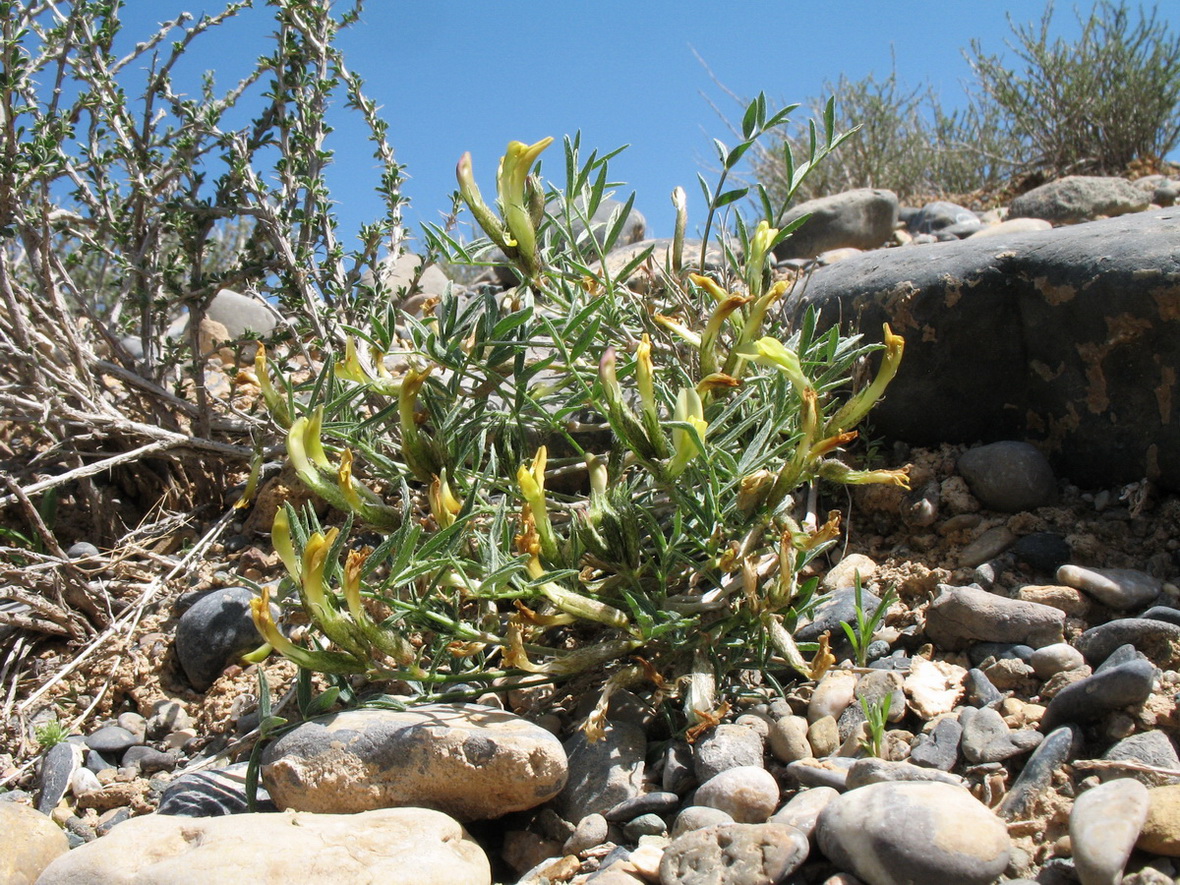 Изображение особи род Astragalus.