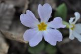 Primula vulgaris