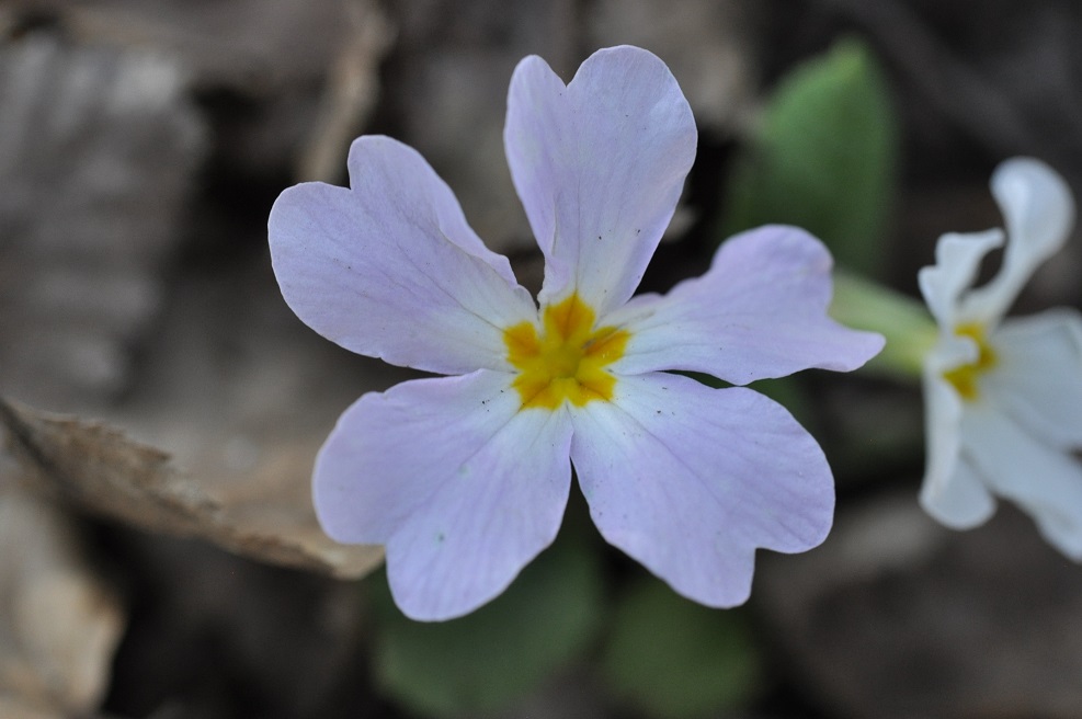 Изображение особи Primula vulgaris.