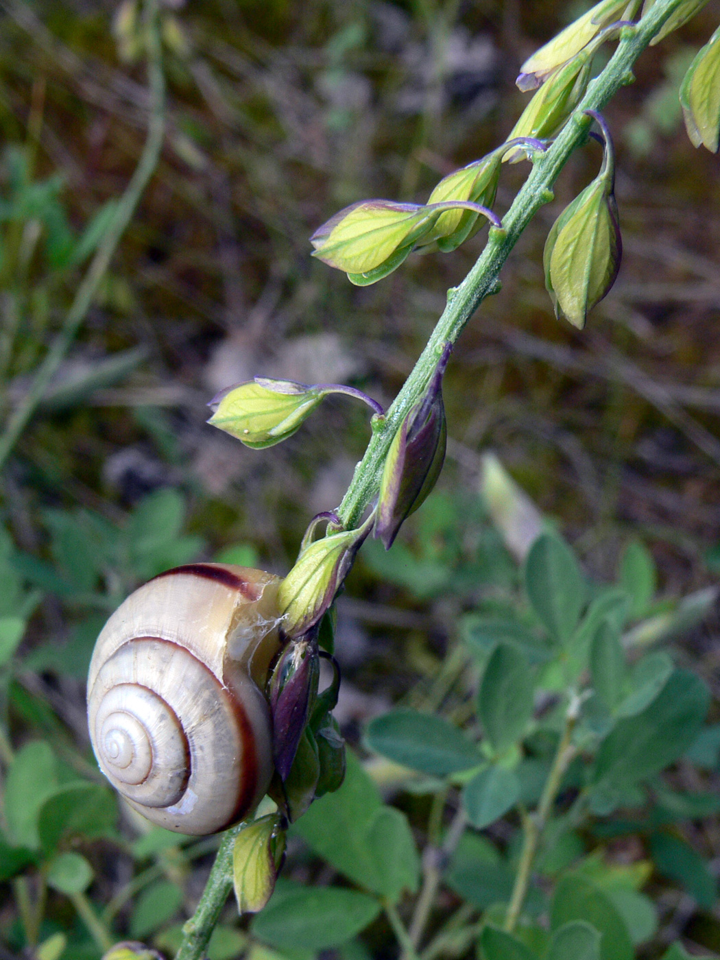 Image of Polygala wolfgangiana specimen.