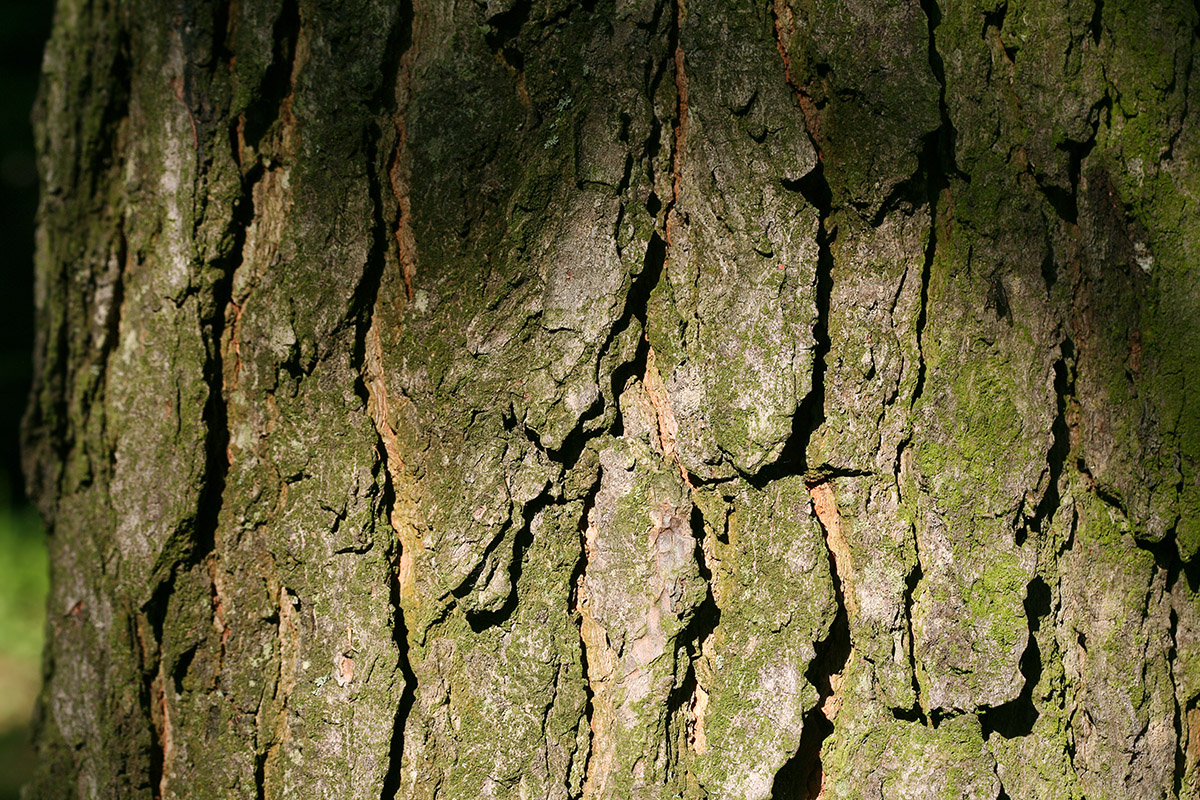 Image of Gymnocladus dioicus specimen.