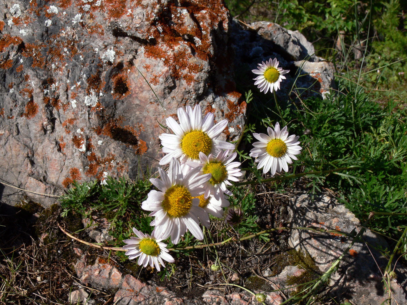 Image of Chrysanthemum zawadskii specimen.