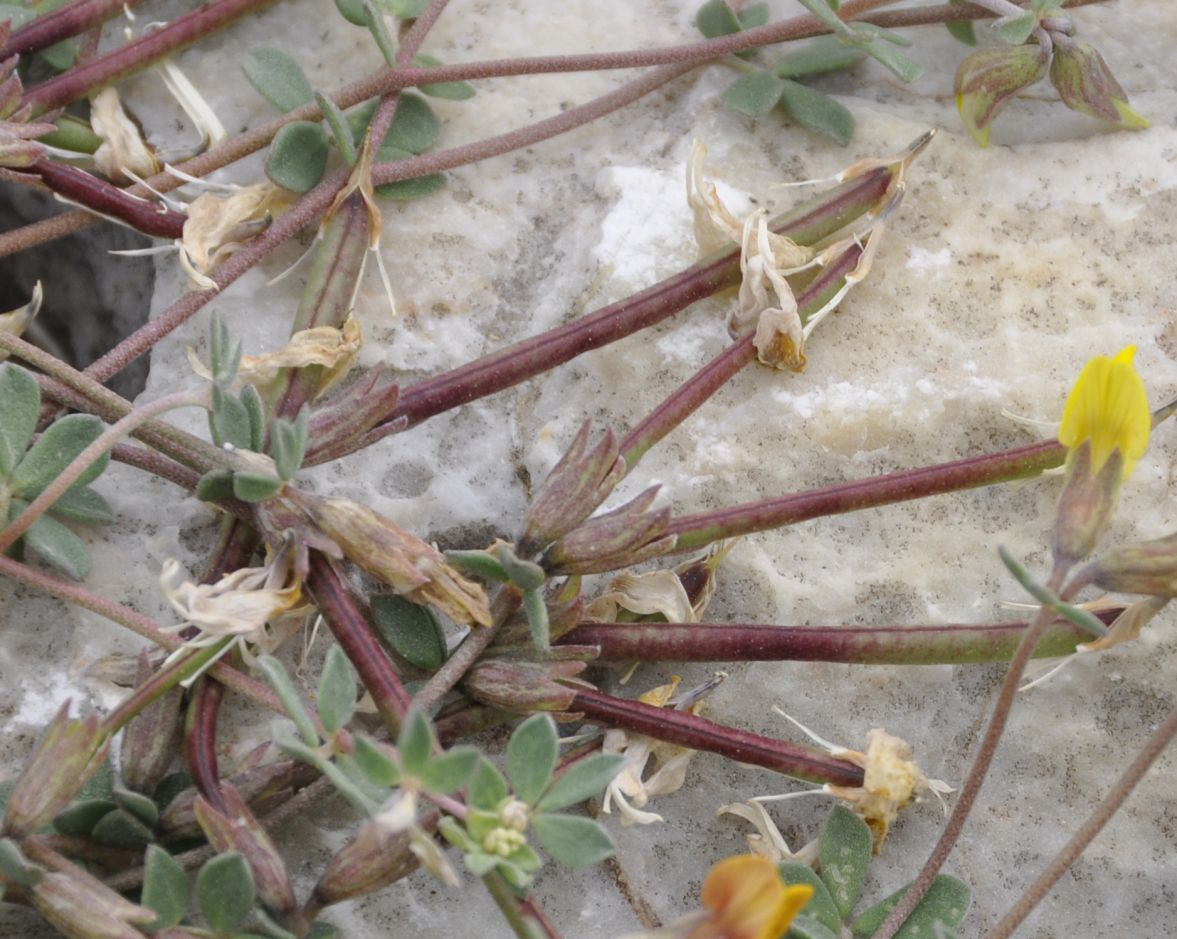 Image of Lotus cytisoides specimen.