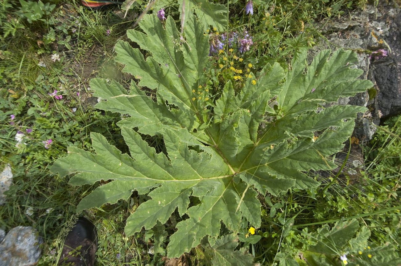 Изображение особи род Heracleum.