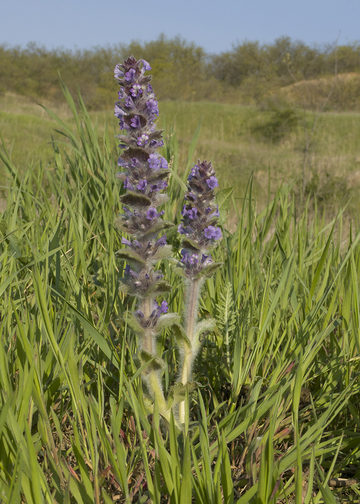 Image of Ajuga orientalis specimen.