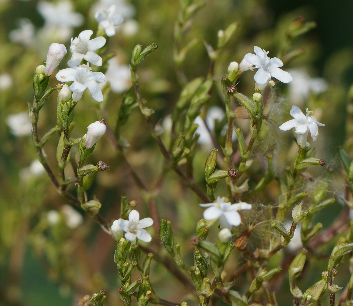 Image of Valeriana dubia specimen.