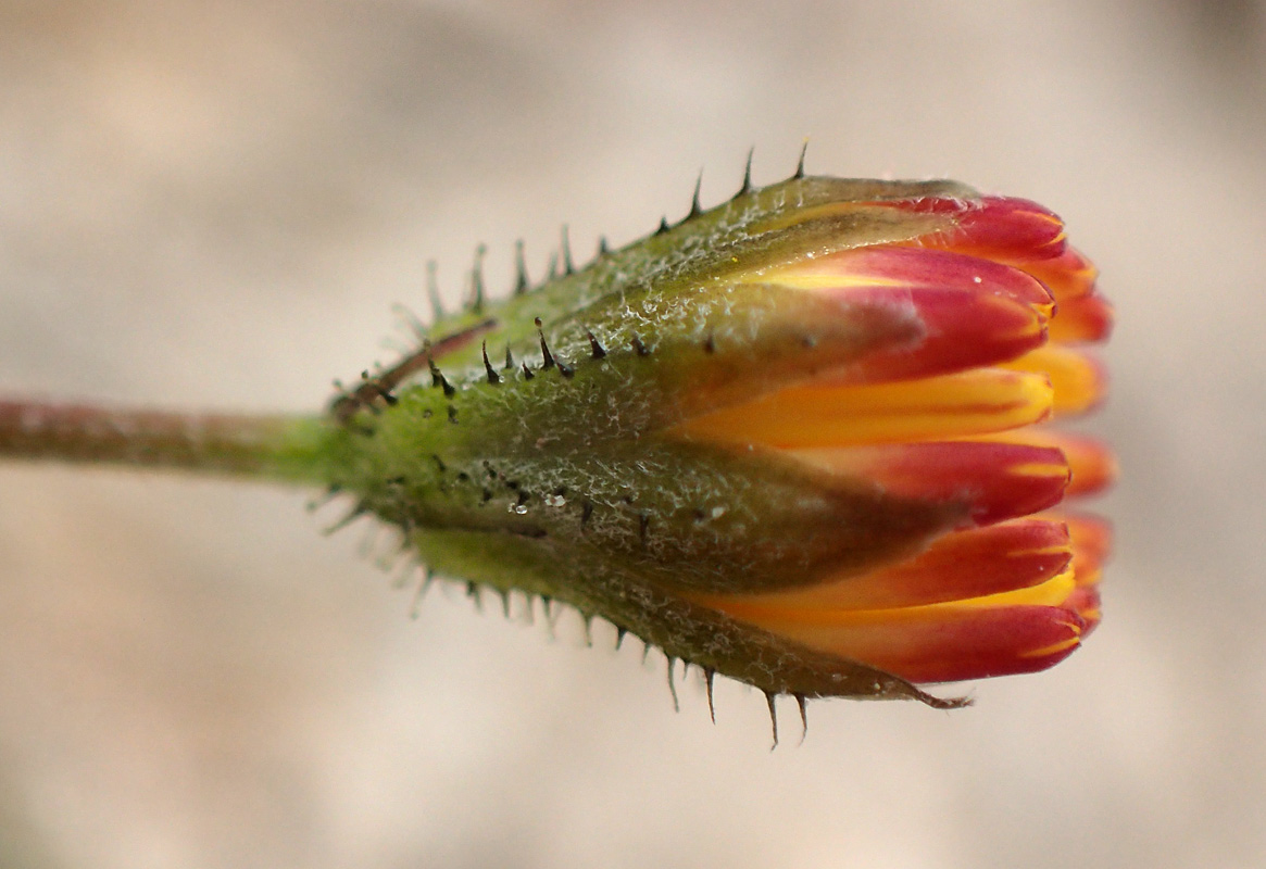 Изображение особи Crepis neglecta ssp. graeca.