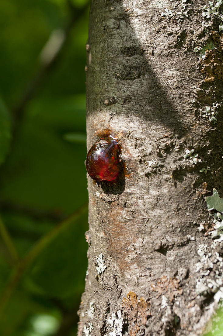 Изображение особи Prunus domestica.