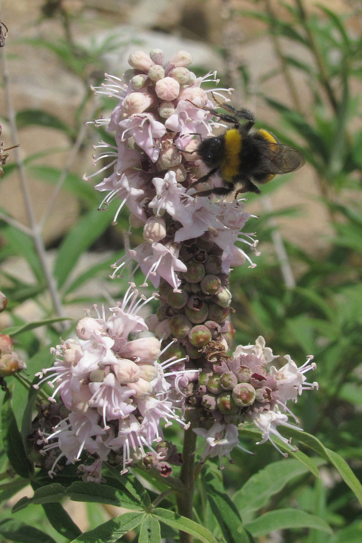 Image of Vitex agnus-castus specimen.