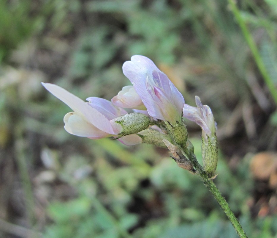 Изображение особи Astragalus tshegemensis.