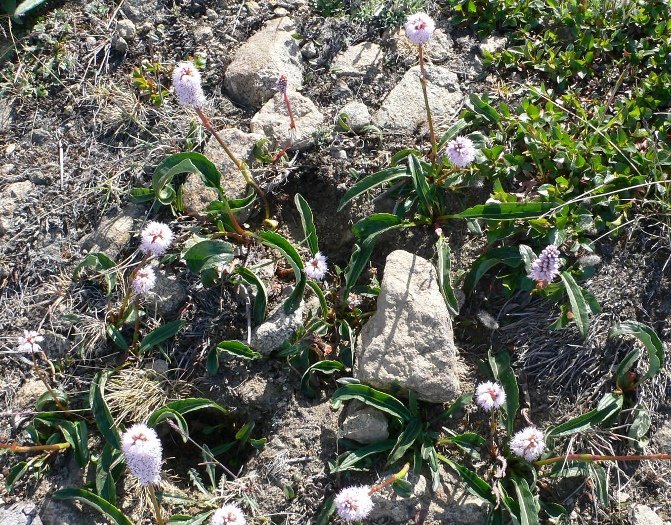 Image of Bistorta officinalis specimen.